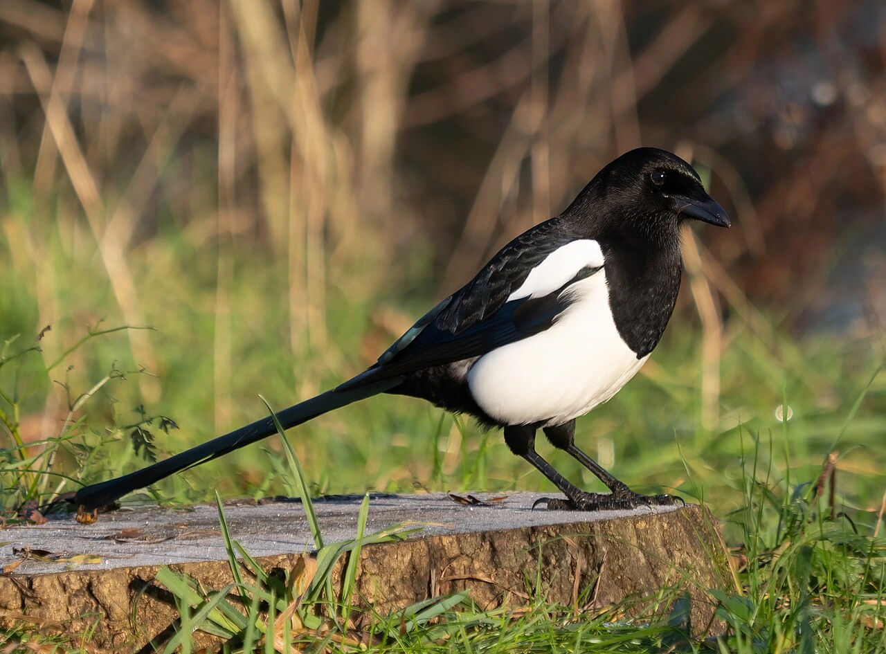 How to Pronounce Magpie Bird: Easy Guide + IPA