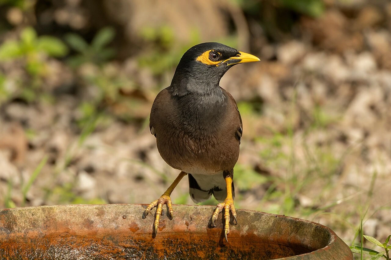 How to Pronounce Mynah Bird (MY-nah vs my-NAY)