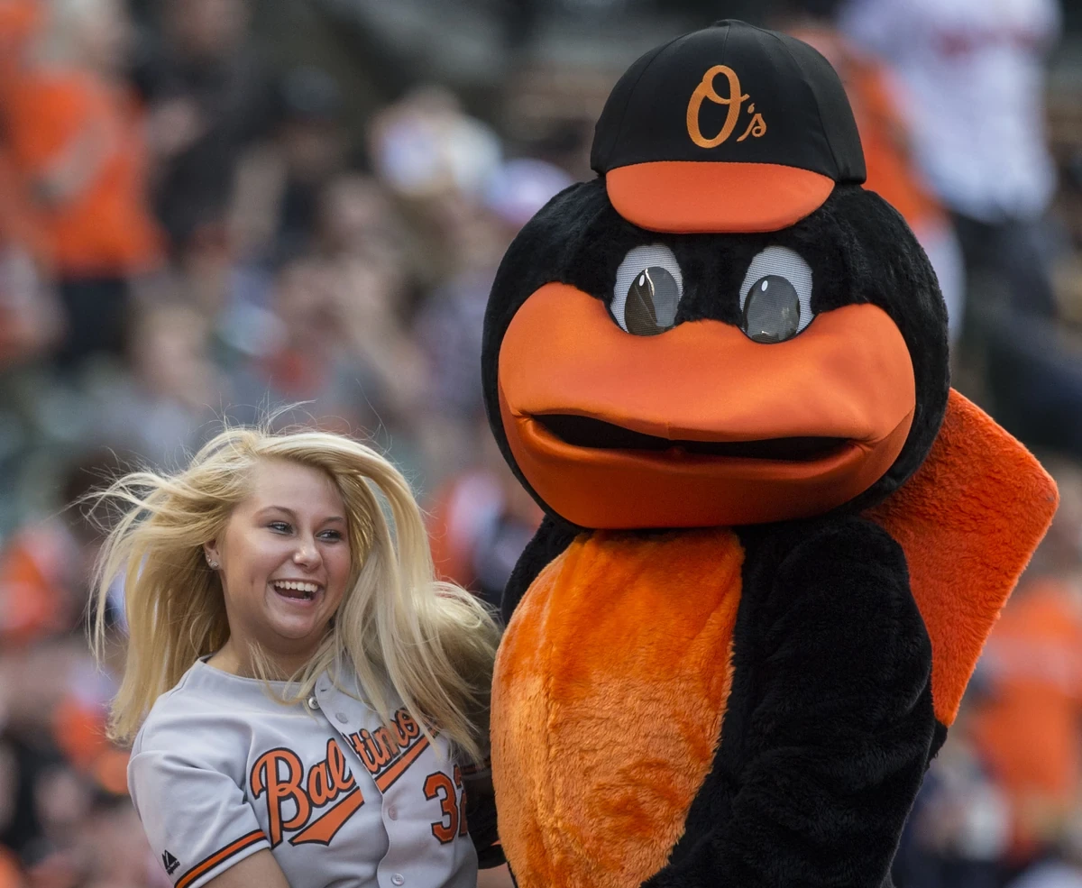 What Is the Oriole Bird Mascot Name? Official Answer