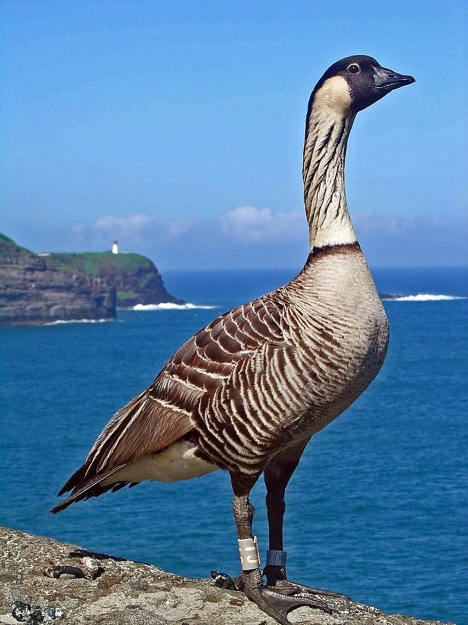 A nēnē (Hawaiian goose) standing on a rocky coastal ledge with the ocean and cliffs in the background.