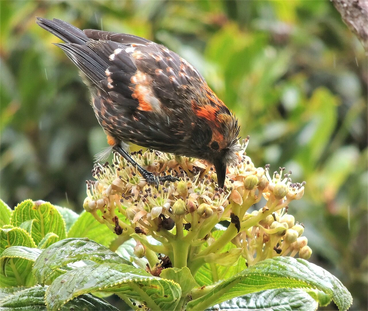 A small Hawaiian bird perched on a flowering plant