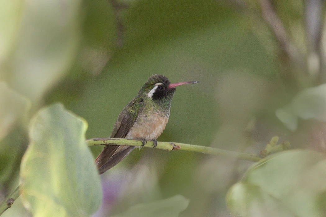 Xantus's Hummingbird perched on a branch