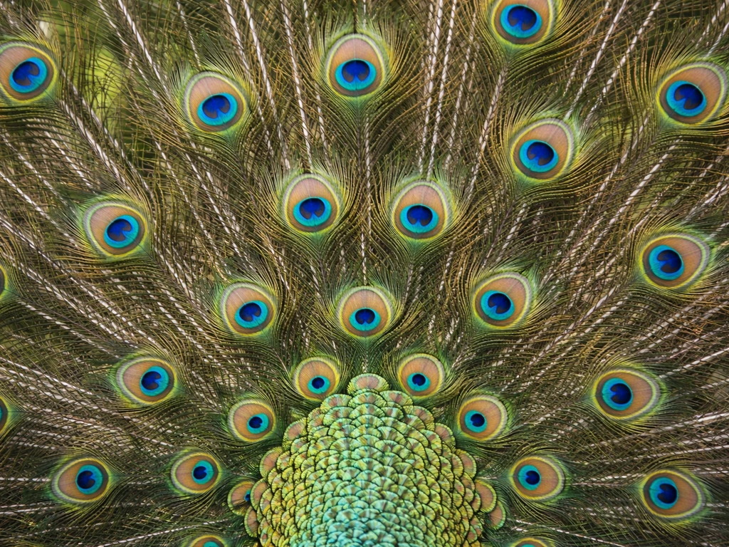 Close-up of a male peacock tail fan showing vivid blue-green feathers and the eye-pattern.